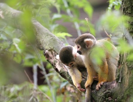 Two young squirrel monkey out looking for trouble
