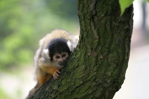 Cute squirrel monkey peering curiously around the tree