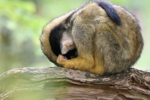 Little squirrelmonkey hiding it's face while sitting on a branch