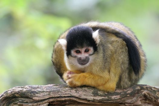 Little squirrelmonkey paying attention to what is happening around him