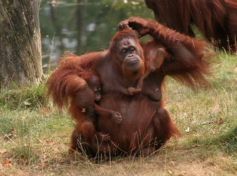 Family affairs; mother orang utan trying to keep her two babies together