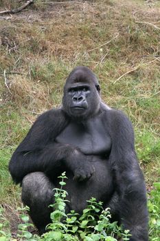 Big silverback in a zoo sitting and watching the public