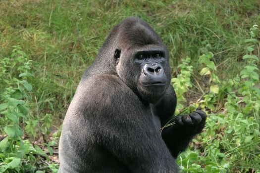 Big gorilla looking menacing at the camera