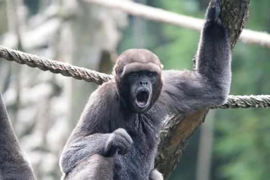 Woolly monkey (lagothrix lagotricha) yawning lazily