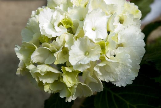 Close-up of a cluster of white hydrangea in the spring.