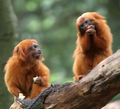 Golden Lion tamarin monkey (Leontopithecus rosalia) Focus on monkey on the left