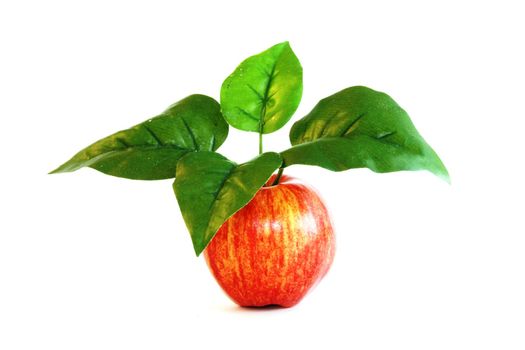 Red apple with large leaves on stem