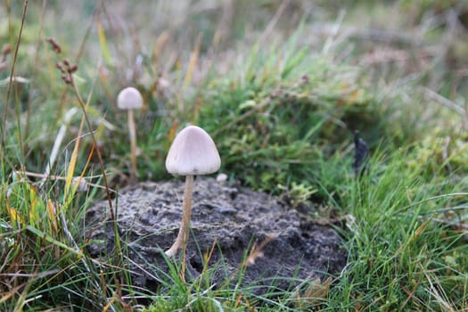 Dung Cap, dung roundhead, Stropharia semiglobata, growing on sheep dung among grass and sedge.