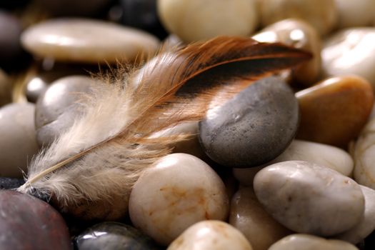 A feather on top of river rocks