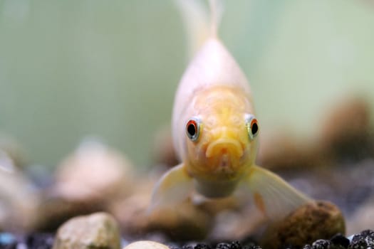 White common goldfish