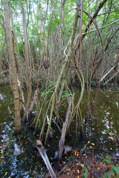 A thick and swampy area of Puerto Rico near Fajardo.