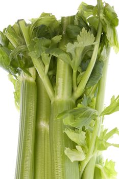 Isolated macro image of fresh celery.