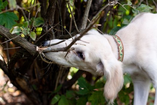A standing saluki pup gnawing a branch in a park 
