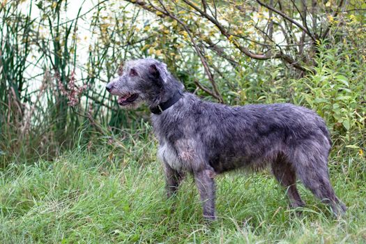 A standing irish wolfhound in a summer park
