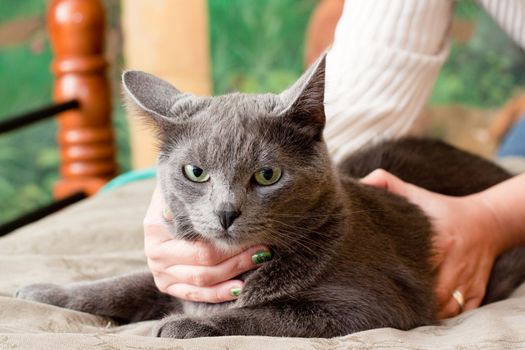 A gray cat and a women hand
