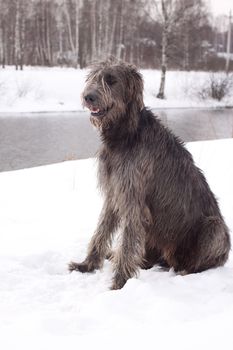 An irish wolfhound sitting on a snow-covered field
