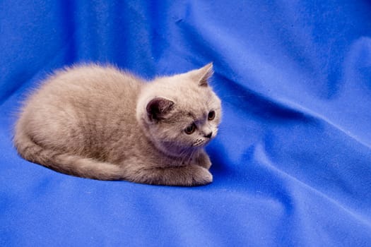 A yellow-eyed British kitten on blue background
