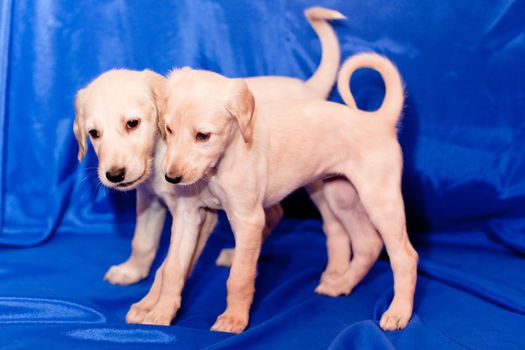 Two white saluki pups on blue background
