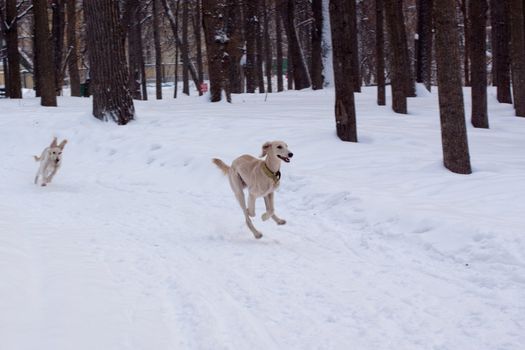 Two running hounds in a winter park
