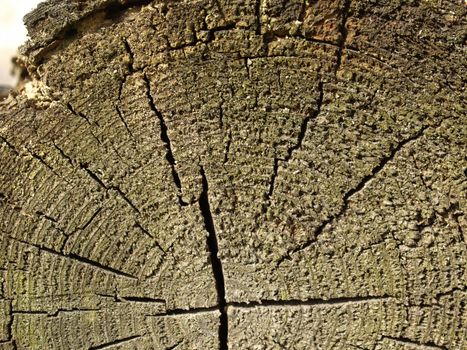 Detail of section of a tree trunk