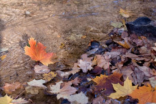 Yellow maple leaves in a forest stream
