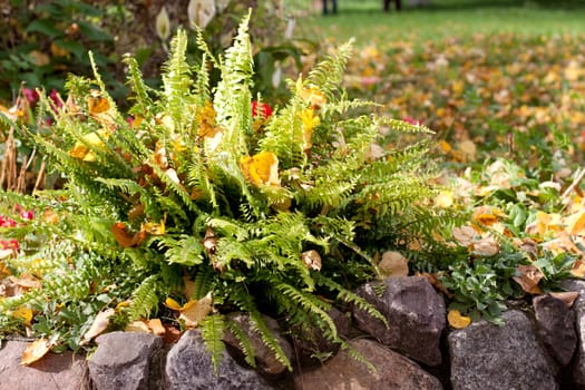 An autumn flowerbed with fern and yellow leaves
