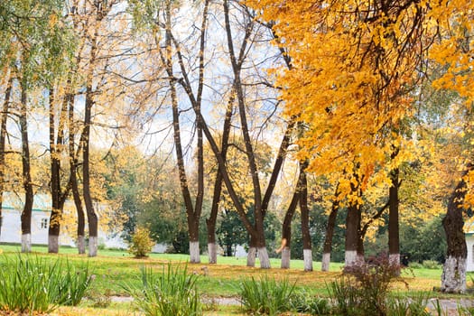 Yellow autumn trees in a park
