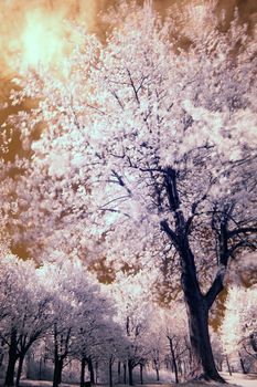 Landscape scene shot with an infrared filter