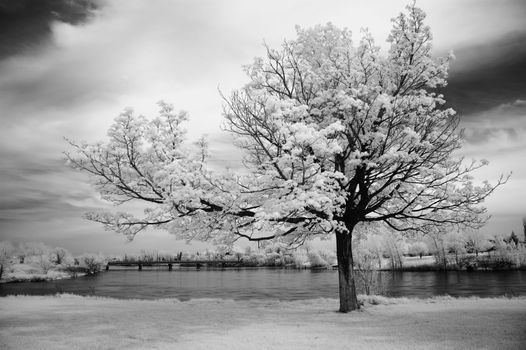 Landscape scene shot with an infrared filter