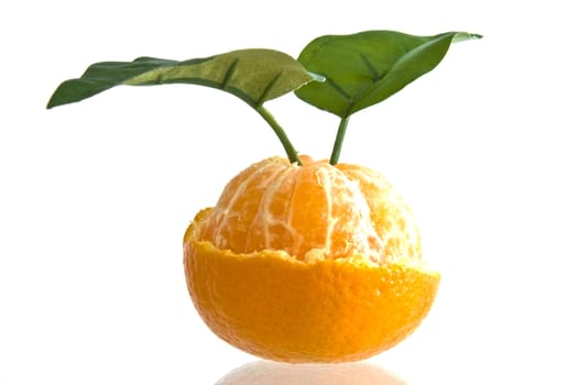 Half-peeled Clementine orange with two leaves on white background