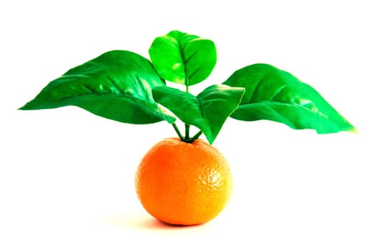 Clementine Orange with four leaves on white background