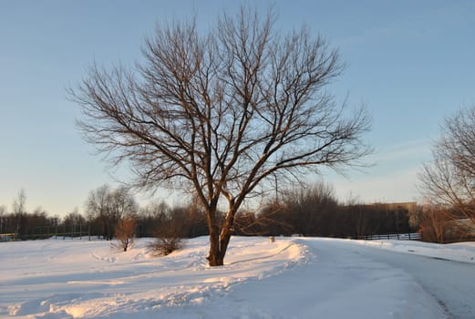 winter road in the snow at sunset and a lonely tree