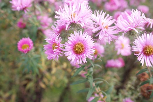 Aster in the city Nauen of Germany