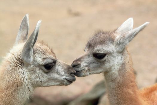 guanaco babys standing nose to nose