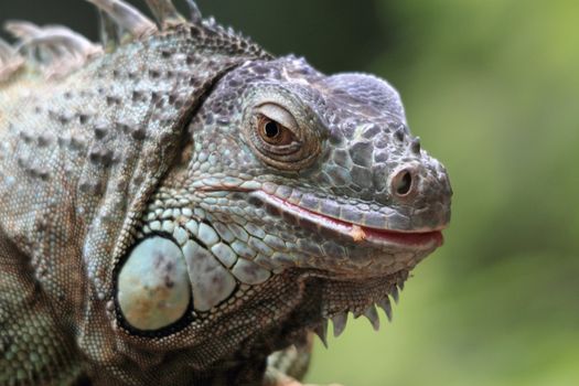 green iguana portrait