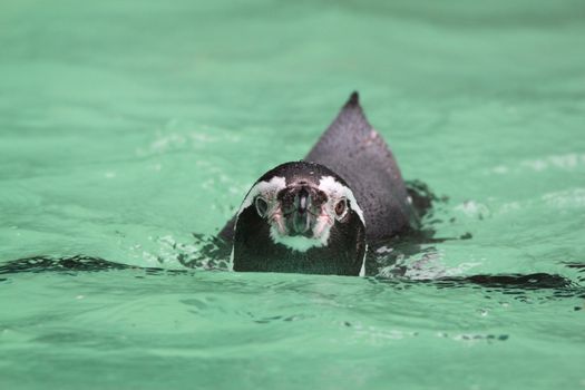 Humboldt Penguin in turquois water