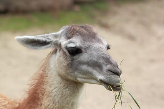 guanaco eating grass