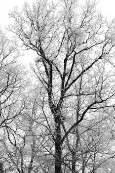Trees covered in snow on a cloudy winter day 