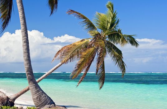 Fresh high resolution image of palm trees on a caribbean beach.