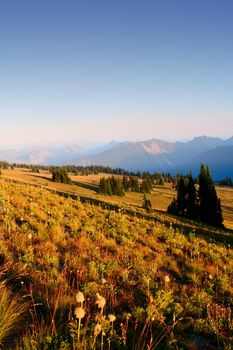 Meadows on Mt. Rainier National Park