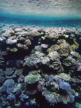 Red sea, Dahab, Egypt