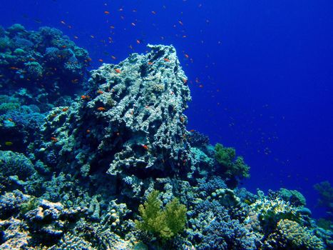 Red sea, Dahab, Egypt