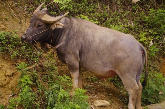 The buffalo is an animal sign of family wealth. The whole fortune of a family. Symbol in Asia, it is all work in the rice field. Animal peaceful unafraid children
Stocky with beautiful horns buffalo grazing on the dry ground.