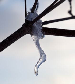 Curved icicle dripping from a branch in a small tree
