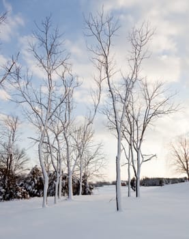 Heavy snowfall leaves bare trees covered in snow