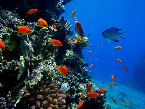 Red sea, Dahab, Egypt