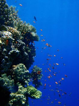 Red sea, Dahab, Egypt