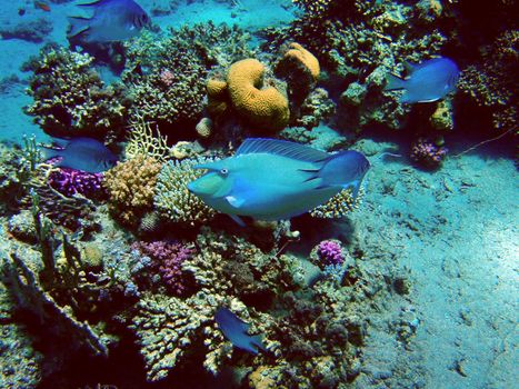 Red sea, Dahab, Egypt