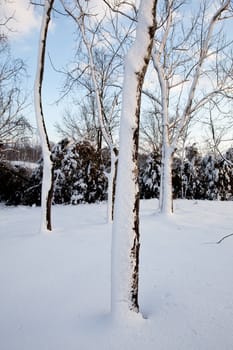 Heavy snowfall leaves bare trees covered in snow