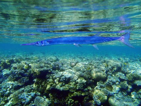 Red sea, Dahab, Egypt